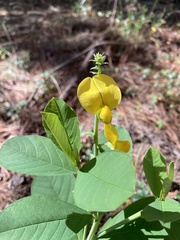Crotalaria spectabilis