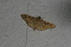 Asturodes junkoshimurae