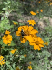 Tanyochraethes clathratus
