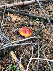 Amanita muscaria