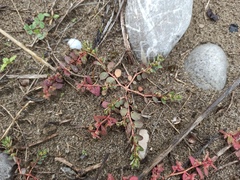 Euphorbia maculata