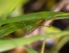 Orchelimum pulchellum