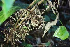 Rhynchotechum formosanum