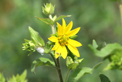 Silphium asteriscus