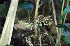 Rhynchotechum formosanum