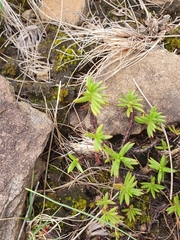 Crassula