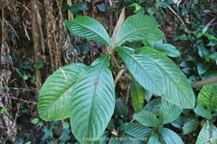 Rhynchotechum formosanum