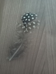 Numida meleagris domesticus