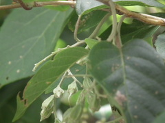 Pterostyrax corymbosus