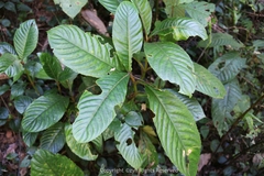 Rhynchotechum formosanum
