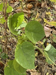 Gonolobus suberosus