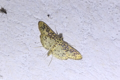 Asturodes junkoshimurae