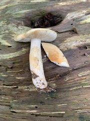 Russulales