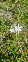 Hesperantha falcata