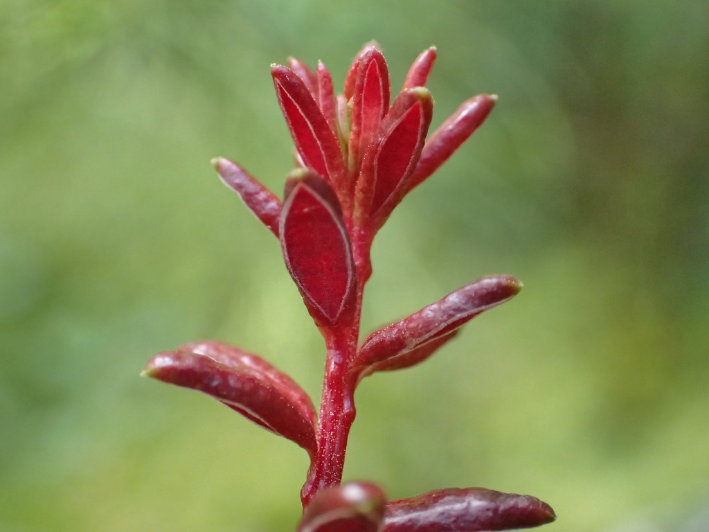 Exobasidium empetri