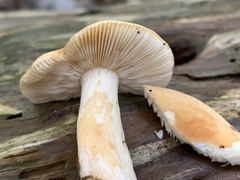 Russulales