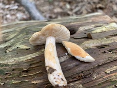 Russulales