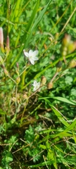 Hesperantha falcata