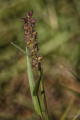 Cenchrus echinatus