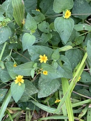 Acmella oppositifolia
