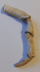 Maja brachydactyla