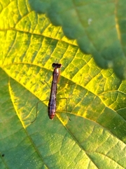 Odontomantis
