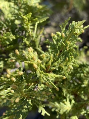 Austrocedrus chilensis