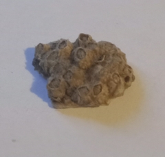 Austrominius modestus