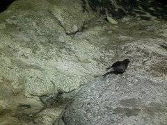 Phoenicurus fuliginosus