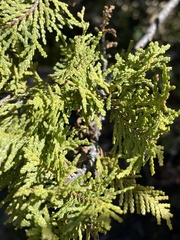 Austrocedrus chilensis