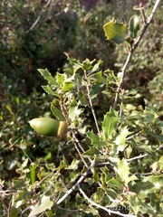 Quercus coccifera