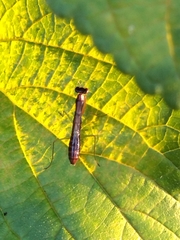 Odontomantis