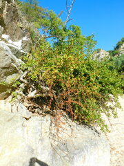 Bursera rupicola