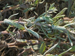 Grindelia stricta platyphylla