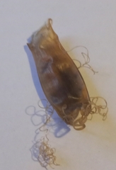 Scyliorhinus canicula