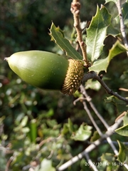 Quercus coccifera