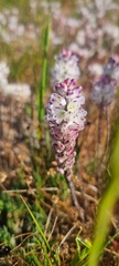 Lachenalia contaminata