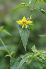 Lysimachia tonsa