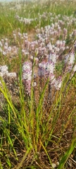 Lachenalia contaminata