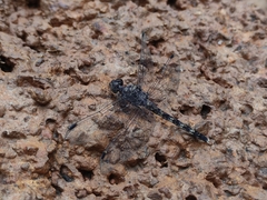 Bradinopyga geminata