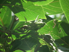 Pterostyrax corymbosus