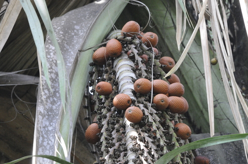 Buriti
