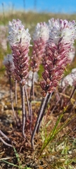Lachenalia contaminata