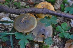 Cortinarius atrovirens