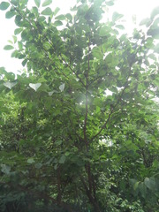 Pterostyrax corymbosus
