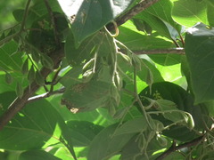 Pterostyrax corymbosus