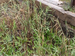Phragmites australis australis