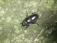 Serrognathus titanus platymelus