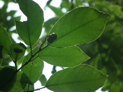 Neoshirakia japonica