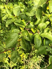 Prunus spinosa